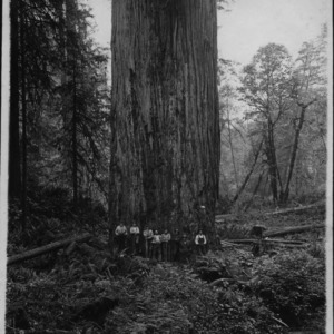 Sequoia sempervirens [Coastal Redwood]