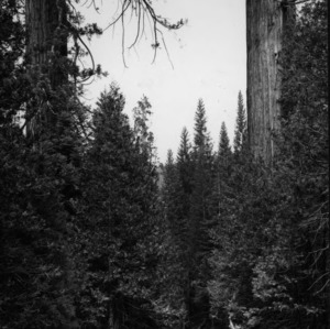 Mature Giant Sequoias