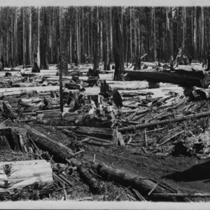 Logging Redwood