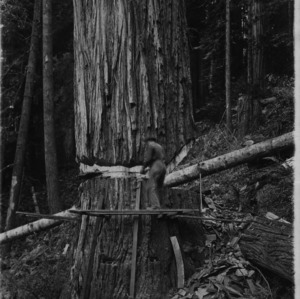 Cutting Redwood