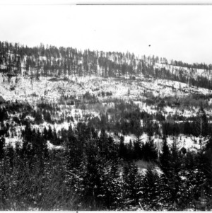 View North From Old Logging Road