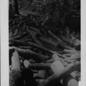 Logs in Big Creek