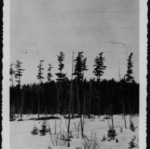 Unidentified Trees [#1]