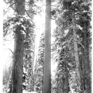 The White Pine King [2], 1911
