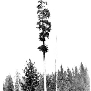 Lodgepole Pine