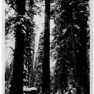 The White Pine King [1], 1911