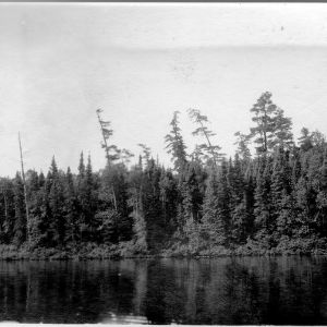 Red and White Pine Standards