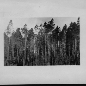 Pinus Contorta [#1]
