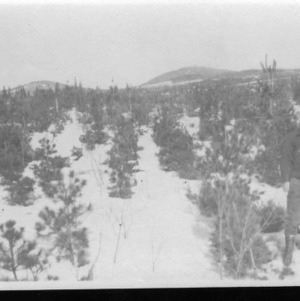 Plantation of White Pine, 1911