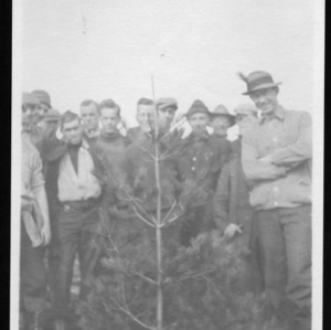 Pruning of White Pine After, 1911