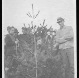 Pruning of White Pine Before, 1911