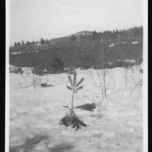 Pruning of White Pine, 1911