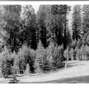 Mature Forest of California Red Fir
