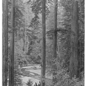 Redwoods [#1]