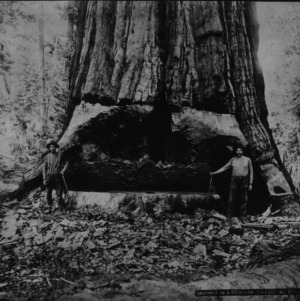 Undercut In a Redwood