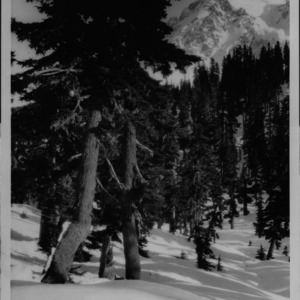 Tsuga Mertensiana [Mountain Hemlock] and Abies Lasiocarpa [Alpine Fir] [#2]