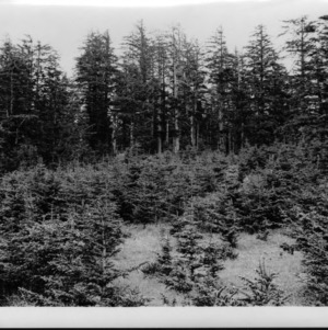 Sitka Spruce Reproduction