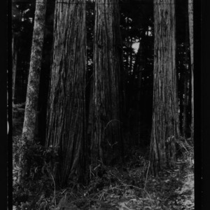 Chamaecyparis lawsoniana [Oregon Cedar #2]