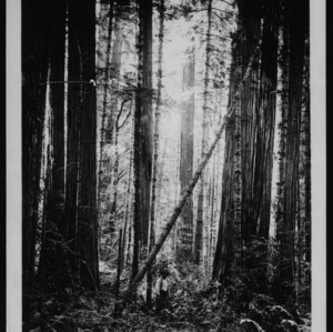 Chamaecyparis lawsoniana [Oregon Cedar #3]