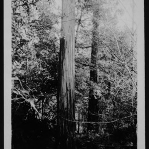 Two Medium Sized Trees