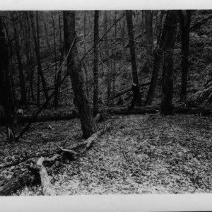 Tulip Tree on the Ground