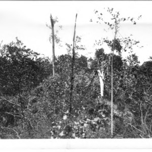 Logged Land at Cadillac, 1910