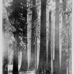 Big Trees, 1913