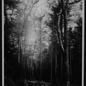 Unidentified Trees
