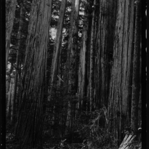Chamaecyparis lawsoniana [Oregon Cedar #4]