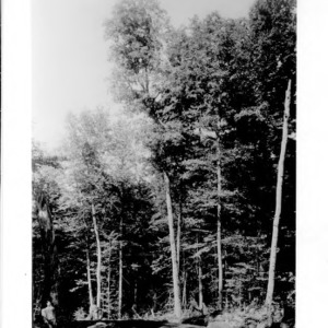 Unidentified Trees [#1]