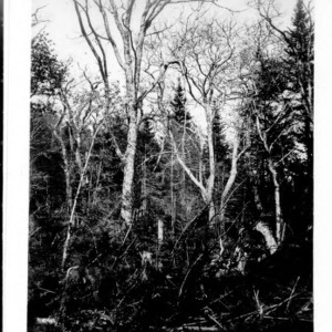 Unidentified Trees [#2]