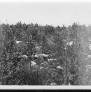 Unidentified Forest