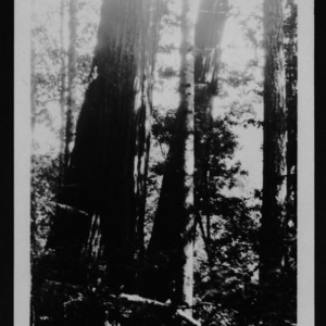 Two Good Trees