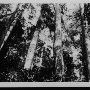 Three Good Cedars