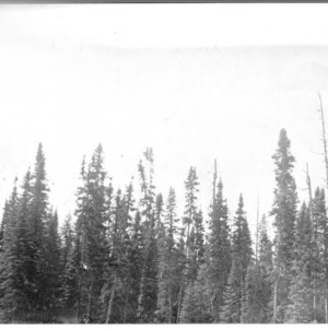 Tops of Black Spruce