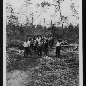 Group in cut-over area of forest