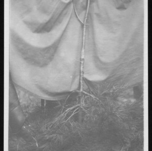 White Pine Killed By Disease, 1911