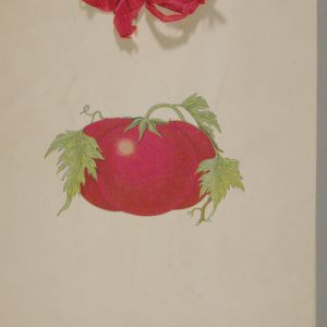 Girls club, tomato club booklet by Hattie S. Harrell