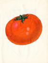 Girls club, tomato club booklet by Lottie Hemphill