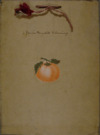 Janice Meredith Fleming, tomato club booklet