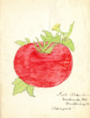 Girls club, tomato club booklet by Kate Alexander