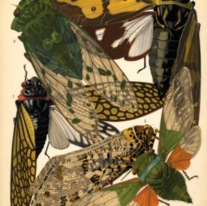 Insectes. Plate 2