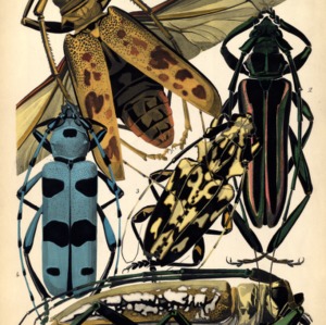 Insectes. Plate 3