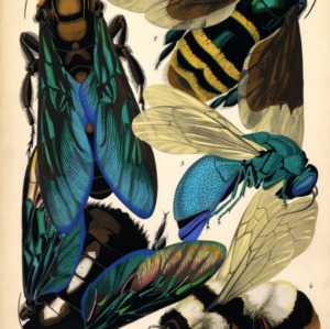Insectes. Plate 5