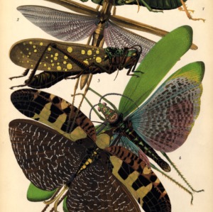 Insectes. Plate 8