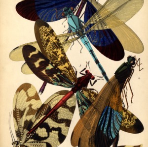 Insectes. Plate 10