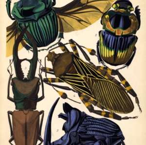Insectes. Plate 15