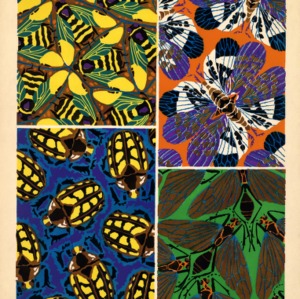 Insectes. [patterns]