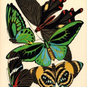 Papillons. Plate 1