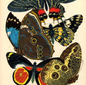 Papillons. Plate 2